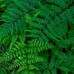 creative-layout-made-of-green-leaves-of-fern-abst-2022-12-11-23-59-47-utc-scaled.jpg